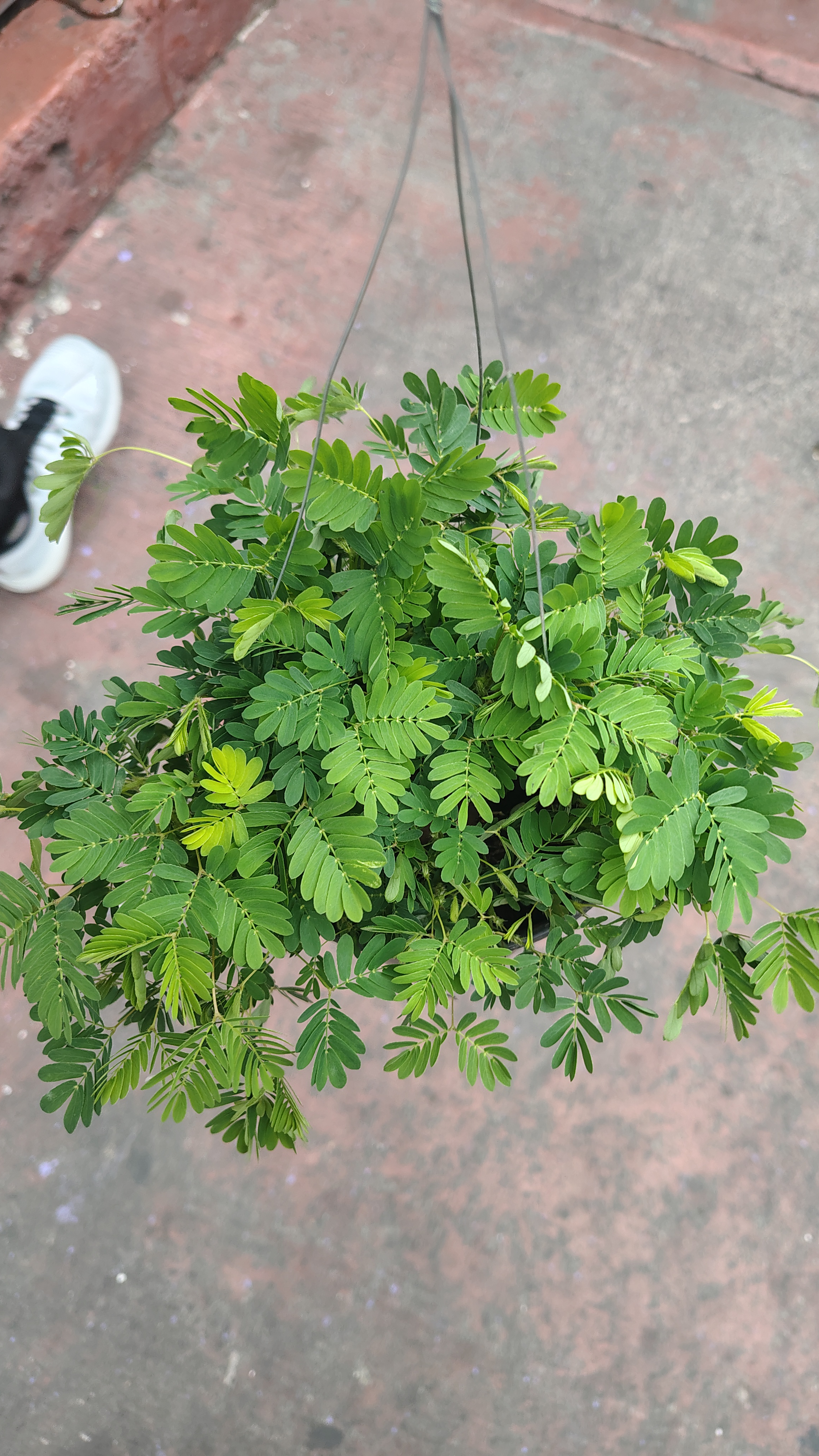 MIMOSA O DORMILONA MINI