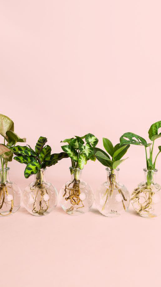 PLANTA EN AGUA SORPRESA 🫢