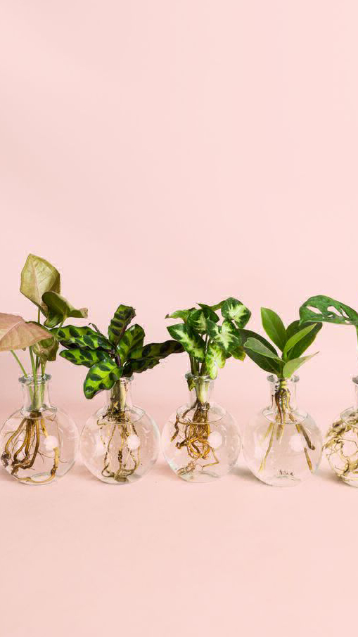 PLANTA EN AGUA SORPRESA 🫢