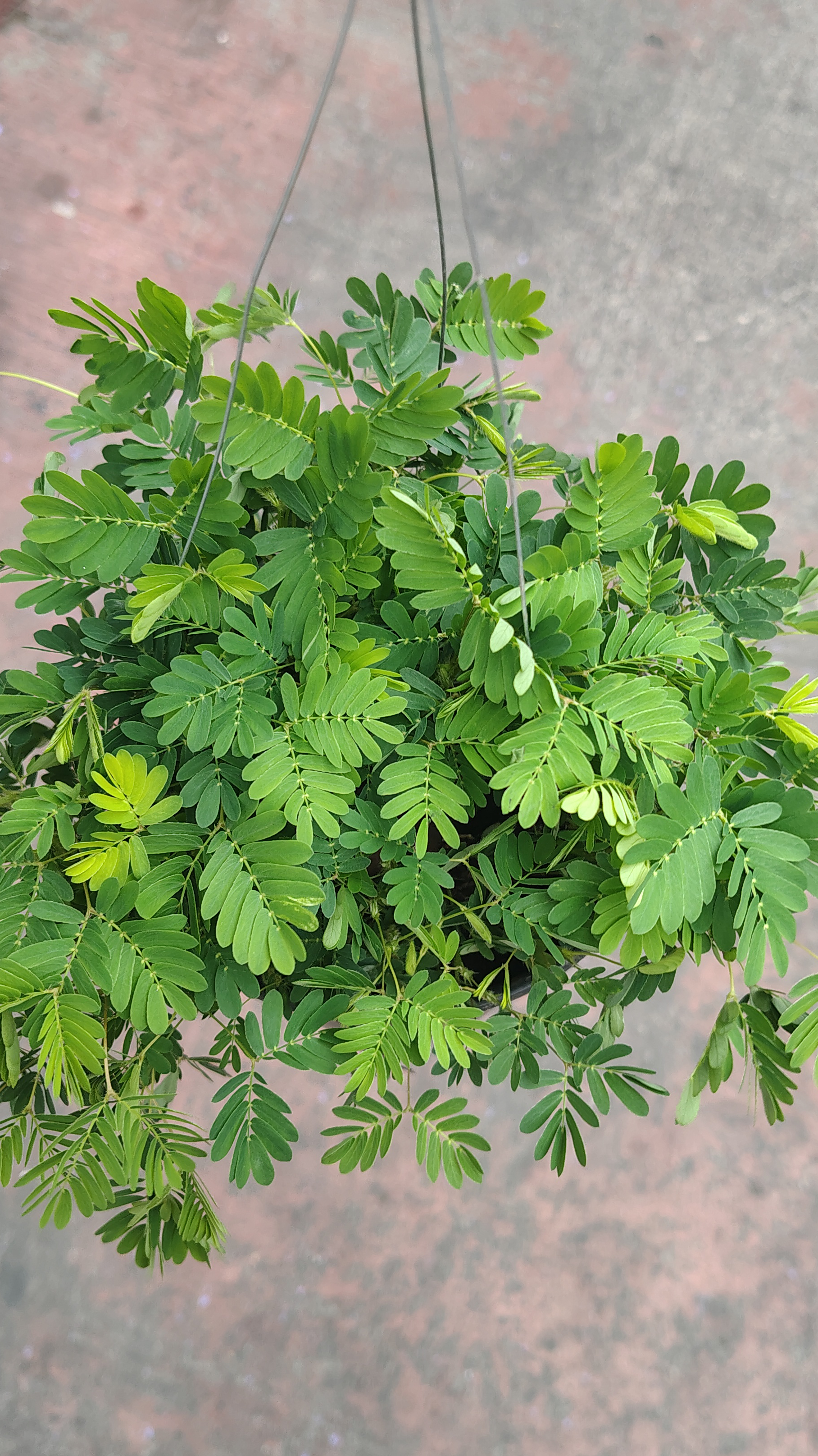 MIMOSA O DORMILONA MINI